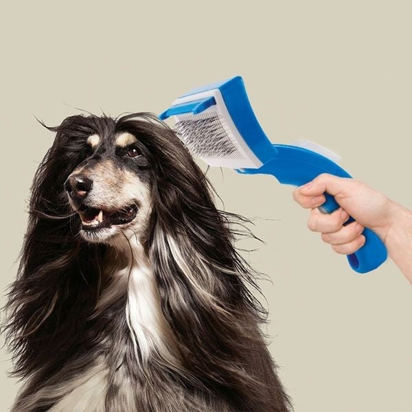 Perie Animale Zoom Oferta Limitata